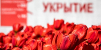 Вячеслав Гладков рассказал о структуре расходов на тюльпаны в Белгородской области - Сетевое издание Ивня онлайн